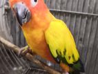 Sun Conure Male Bird