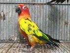 Sun Conure Bird