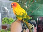 Sun Conure Male with DNA