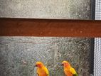 Sun Conure Pair