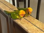 Sun Conure Pair