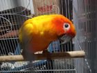 Sun Conure Pair