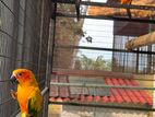 Sun Conure Pair