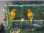 Sun Conure Pair