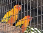 Sun Conure Pair Bird