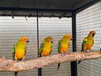 Sun Conure Pair