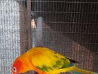 Sun Conure Parrot