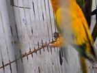 Sun Conure Parrot