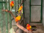 Sun Conure Parrot