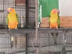 Sun Conure Parrot