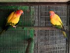 Sun Conure Parrot