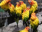 Sun Conure Parrot Bird