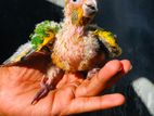 Sun Conure Parrot