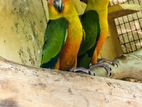 Sun Conure Parrots Birds