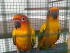 Sun conure Parrots