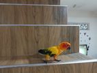 Sun Conure Bird