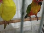 Sun Conya and Ring Neck Birds