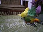 Sun Conya and Ring Neck Birds