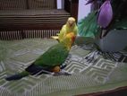 sun conya and ring neck birds