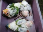 Sun Conure Birds