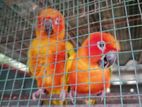 Sun Conure Birds
