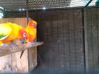 Sun Conure Birds