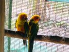 Sun Conure