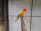 Sun Conya Bird
