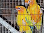 Sun Conure Bird