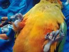 Sun Conure Bird