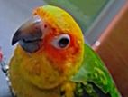 Sun Corner ( Parrot )