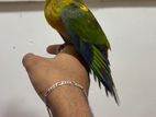 Sun Conure Bird