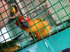 Sun Couner female parrot