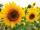 Sun Flower Seeds