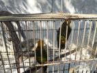 Sun Konya Birds
