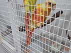 Sun Cheek Conure Parrot