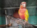 Suncheek Conure Female Bird