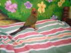 Sun Conure Bird