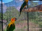 Sunconure Chicks