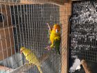 Sunconcure chick