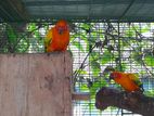 Sunconer Birds