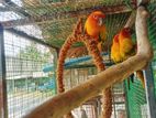 Sun Conure Birds