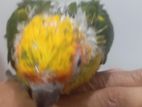 Sun Conure Chick