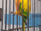 Sunconure Bird