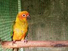 sunconer