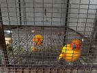 Sunconure Chicks