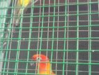 Sun Conure