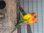 Sunconur Breeding Pair