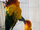 sunconur breeding pair