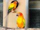 Sun Conure Birds